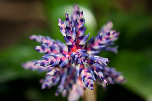 نوکی,ایکمیا,آکمئا
